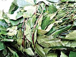 Ukazi Feuille (Gnetum Africanum): la Nutrition, des Faits et des Avantages pour la Santé