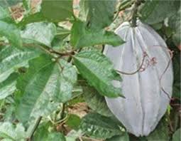 18 Faayidaa Fayyaa Rifachiisaa Paampii Fluted (Telfairia occidentalis) “Baala Ugu” .