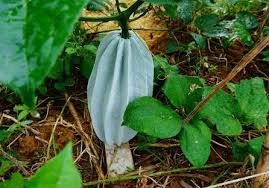 18 Shocking Health Benefits of Fluted pumpkin (Telfairia occidentalis) “Ugu Leaves”