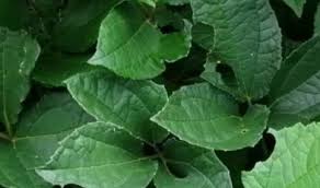 18 Shocking Health Benefits of Fluted pumpkin (Telfairia occidentalis) “Ugu Leaves”