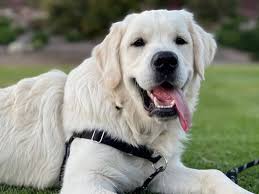 English Cream Golden Retriever Dogs: Description and Complete Care Guide