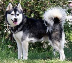 Klee Kai Dogs: Description and Complete Care Guide 