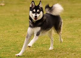 Klee Kai Dogs: Description and Complete Care Guide 