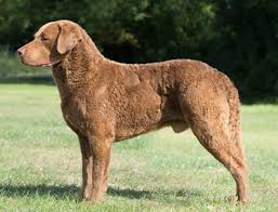 Chesapeake Bay Retriever Dogs: Description and Complete Care Guide 