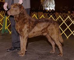 Chesapeake Bay Retriever Dogs: Description and Complete Care Guide 