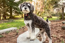 Schnoodles Dogs: Description and Complete Care Guide