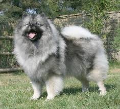 Keeshond Dogs: Description and Complete Care Guide 