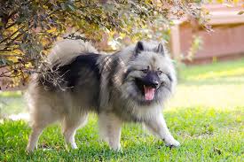 Keeshond Dogs: Description and Complete Care Guide
