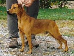 Mountain Cur Dogs: Description and Complete Care Guide Mountain Cur Dogs: Description and Complete Care Guide