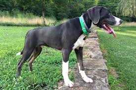 Mountain Cur Dogs: Description and Complete Care Guide Mountain Cur Dogs: Description and Complete Care Guide