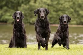 Flat Coated Retriever Dogs: Description and Complete Care Guide