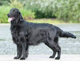 Flat Coated Retriever Dogs: Description and Complete Care Guide 