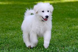 Great Pyrenees Dogs: Description and Complete Care Guide 
