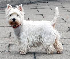 West Highland White Terrier Dogs: Description and Complete Care Guide West Highland White Terrier Dogs: Description and Complete Care Guide