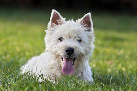 West Highland White Terrier Dogs: Description and Complete Care Guide