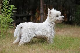 West Highland White Terrier Dogs: Description and Complete Care Guide West Highland White Terrier Dogs: Description and Complete Care Guide
