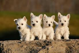 West Highland White Terrier Dogs: Description and Complete Care Guide West Highland White Terrier Dogs: Description and Complete Care Guide