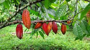 Cocoa Trees