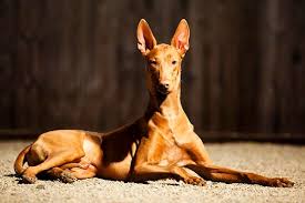 Pharaoh Hound Dogs: Description and Complete Care Guide