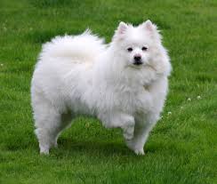 American Eskimo Dogs: Description and Complete Care Guide 