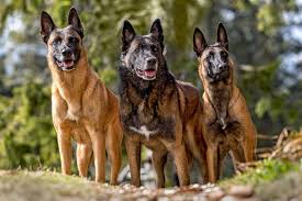 Shepherd Dogs: Description and Complete Care Guide