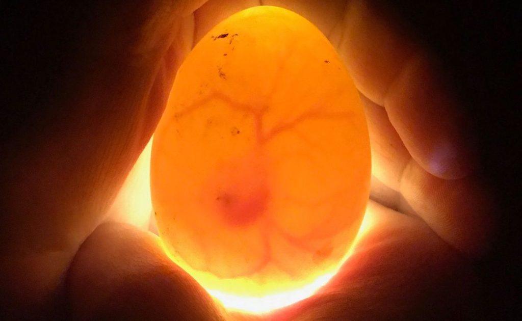 Main Causes of Egg Embryo Death in Poultry Incubation