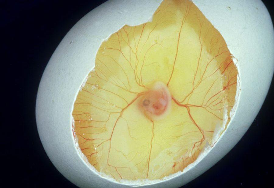 Main Causes of an Egg Embryo Death