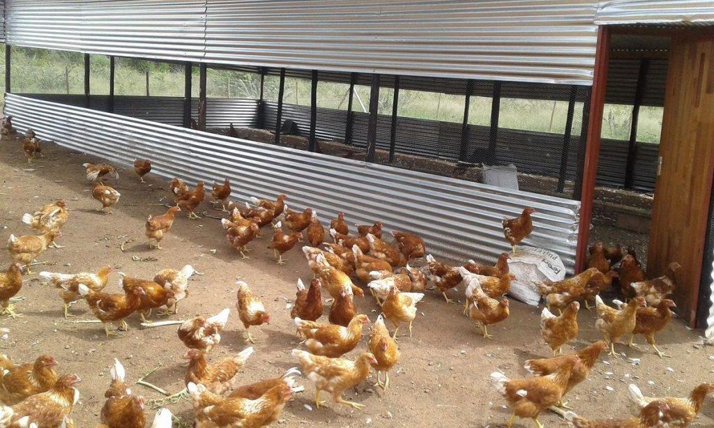 Différents Types de Volaille Maisons/Bâtiments