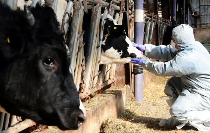 Causes of Diseases in Farm Animals and How to Prevent Disease Outbreak Causes of Diseases in Farm Animals and How to Prevent Disease Outbreak