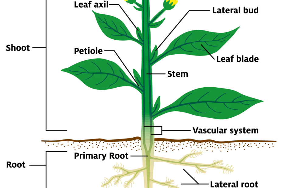 The Different Parts of the Plant-Crop Forms