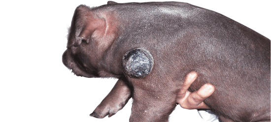 Some Inherited Defects to be Avoided in Pig Farming