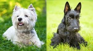 All You Need To Know About The Terrier Dog Breeds