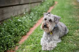 Schnoodles Dogs: Description and Complete Care Guide Schnoodles Dogs: Description and Complete Care Guide