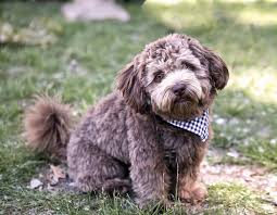 Schnoodles Dogs: Description and Complete Care Guide Schnoodles Dogs: Description and Complete Care Guide