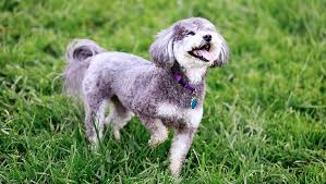 Schnoodles Dogs: Description and Complete Care Guide Schnoodles Dogs: Description and Complete Care Guide