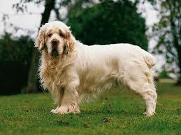 Clumber Spaniel Dogs: Description and Complete Care Guide