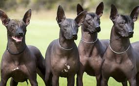 Hairless Mexican Dogs: Description and Complete Care Guide 