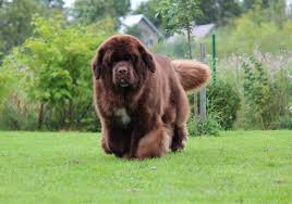 Newfoundland Puppies: Description and Complete Care Guide