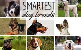 All You Need To Know About The Smartest Dog Breeds