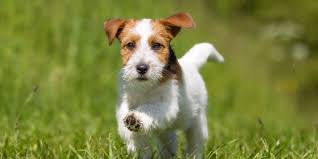 Parson Russell Terrier Dogs: Description and Complete Care Guide