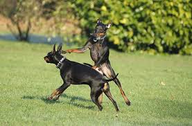 Manchester Terrier Dogs: Description and Complete Care Guide