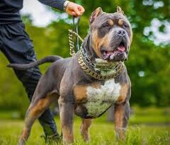 American Bully XL Dogs: Description and Complete Care Guide