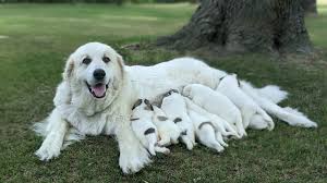 Great Pyrenees Dogs: Description and Complete Care Guide 