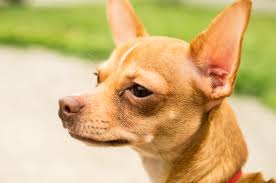 Deer Head Chihuahua Dogs: Description and Complete Care Guide