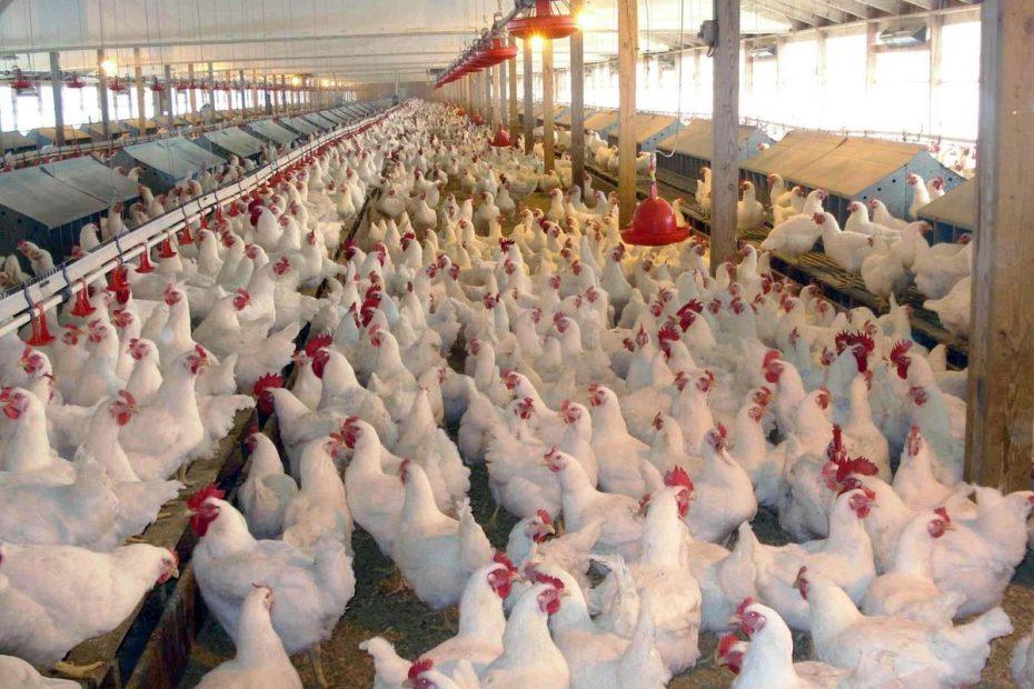 Different Breeds of Poultry Birds and Their Uses