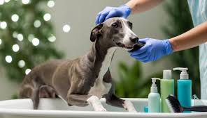 Greyhounds Dogs Grooming and Complete Care Guide