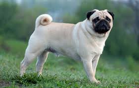 Pug Dog Breed: Description and Complete Care Guide