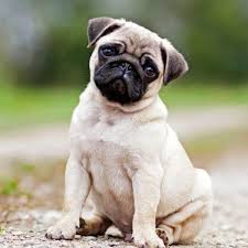 Pug Dog Breed: Description and Complete Care Guide