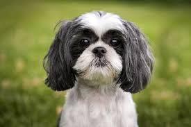 Shih Tzu Dogs: Description and Complete Care Guide