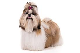 Shih Tzu Dogs: Description and Complete Care Guide Shih Tzu Dogs: Description and Complete Care Guide
